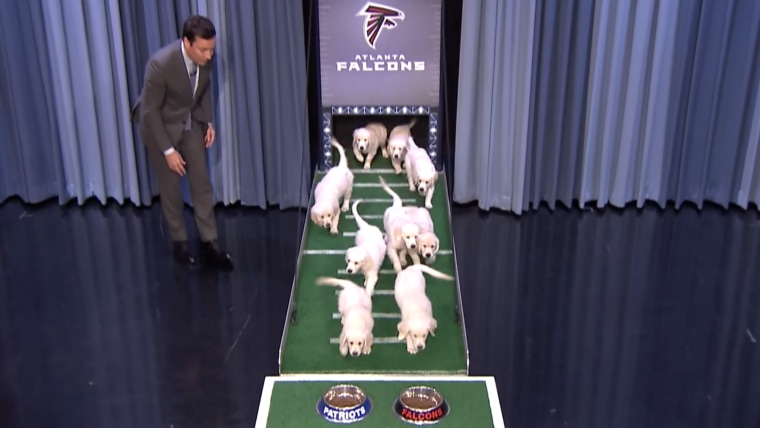 Puppies Predict Super Bowl LI with Jimmy Fallon