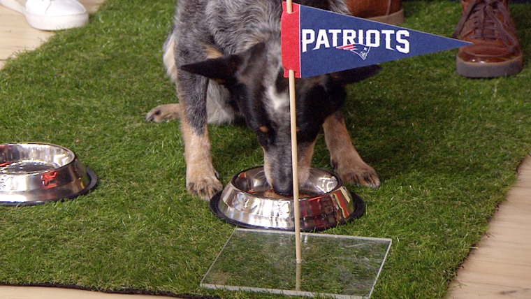 Yowie the dog predicts the superbowl