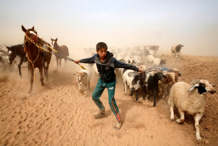 Image: A displaced Iraqi boy leads his animals to safety after escaping from Islamic State controlled village of Abu Jarboa during clashes with IS militants near Mosul