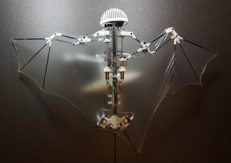 Image: This photo provided by Alireza Ramezani, University of Illinois, shows a Bat Bot, a three-ounce flying robot that they say can be more agile at getting into treacherous places than standard drones. Because it mimics the unique and more flexible way