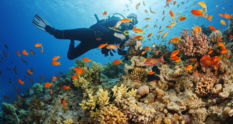 Underwater  Scuba diver explore and enjoy  Coral reef  Sea life