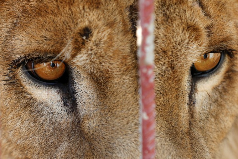 Image: A starving lion is seen in its cage at Mosul's zoo, Iraq