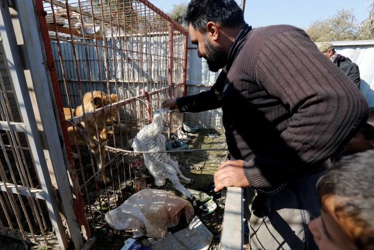 Image: A volunteer feeds a lion at Nour Park in Mosul's zoo