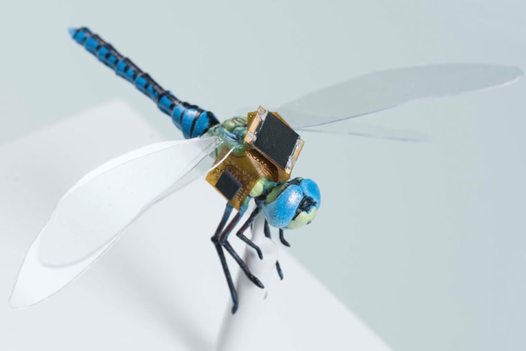 A first generation version of the backpack guidance system that includes energy harvesting, navigation and optical stimulation on a to-scale model of a dragonfly.