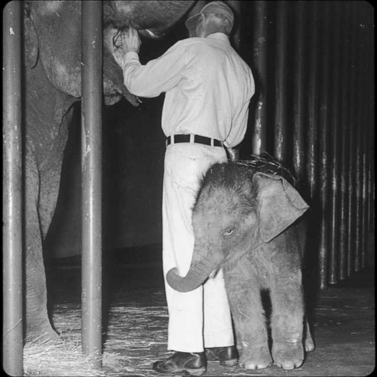 Image: Packy as an elephant calf in 1962