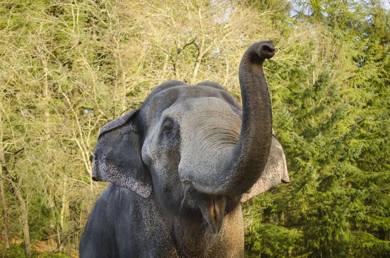 Image: Packy as he approached his 50th birthday at the Oregon Zoo