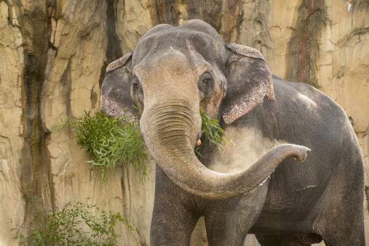 Image: Packy at the Oregon Zoo in 2015