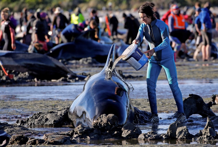 Image: Volunteers attend to some of the stranded pilot whales still alive after one of the country's largest recorded mass whale strandings in New Zealand