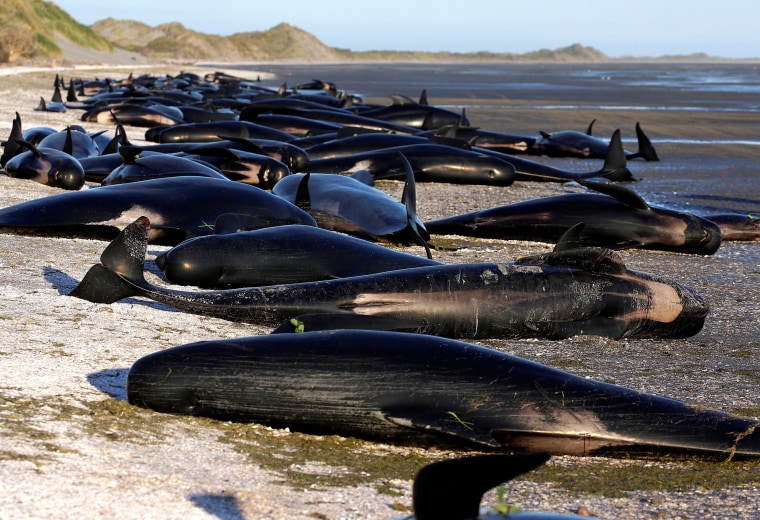 Image: Some of the hundreds of stranded pilot whales marked with an 'X' to indicate they have died in New Zealand