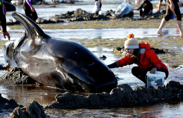 Image: Volunteers attend to some of the stranded pilot whales still alive after one of the country's largest recorded mass whale strandings in New Zealand