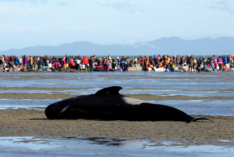 Image: Some of the hundreds of stranded pilot whales marked with an 'X' to indicate they have died in New Zealand