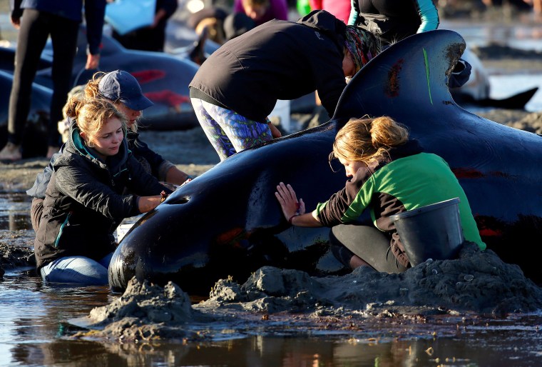 Image: Volunteers attend to some of the hundreds of stranded pilot whales still alive after one of the country's largest recorded mass whale strandings in New Zealand