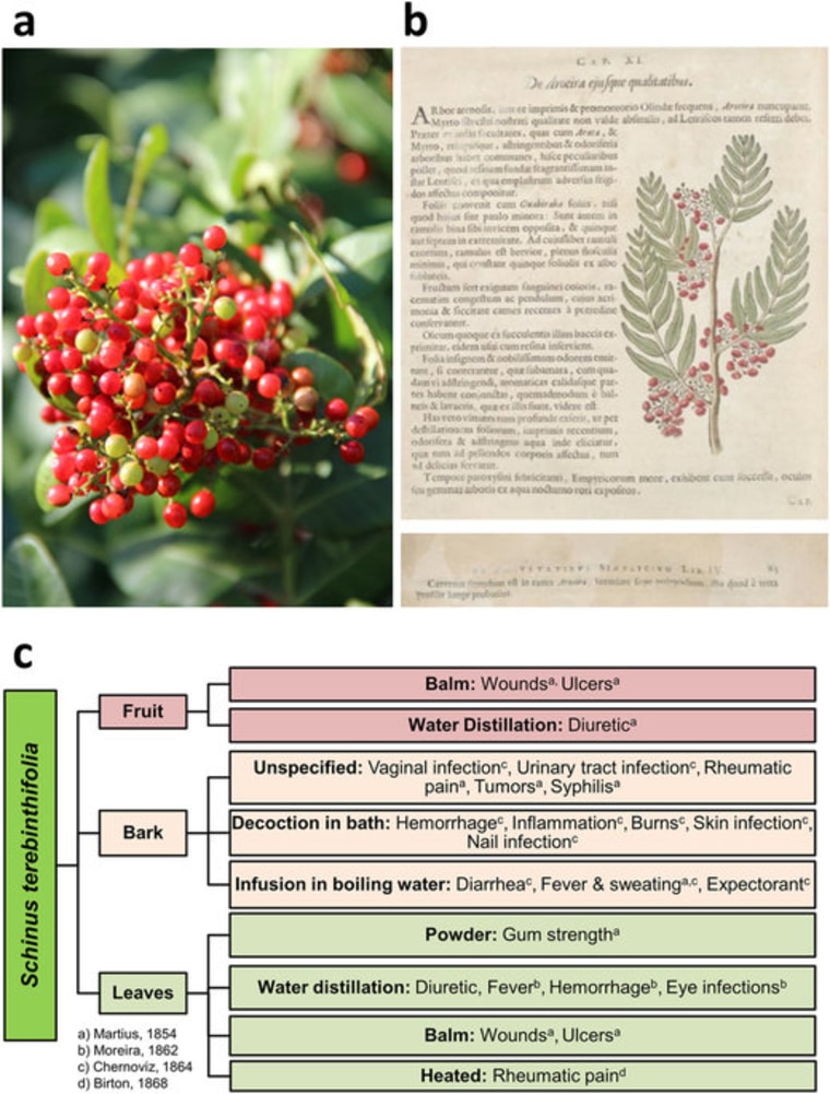 Schinus terebinthifolia Raddi is classified as a Category I pest plant by the Florida Exotic Pest Plant Council