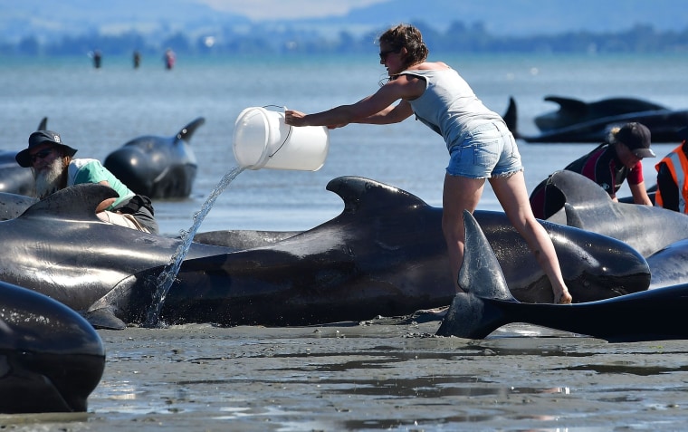 Image: A volunteer pours water on pilot whales at Farewell Spit on Saturday.