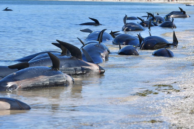 Image: Dead pilot whales line the shore at Farewell Spit, Saturday.