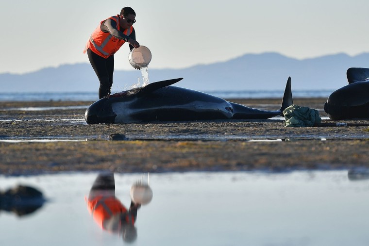 Image: NZEALAND-ANIMAL-WHALES-CONSERVATION