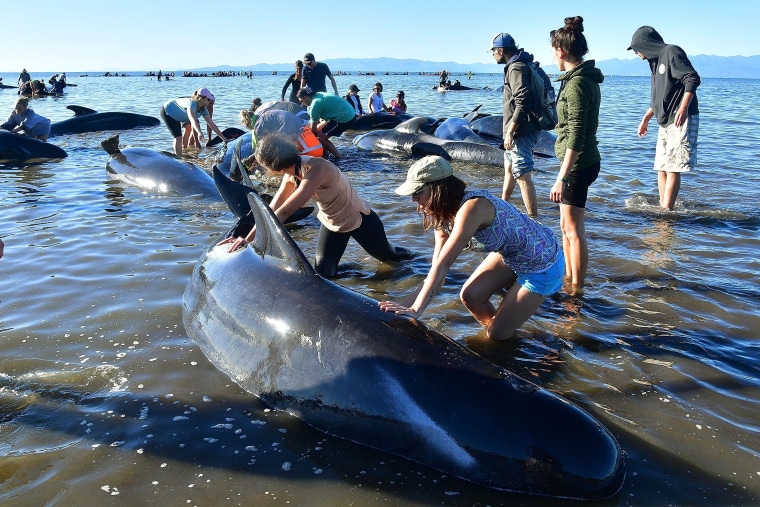 Image: Stranded whales