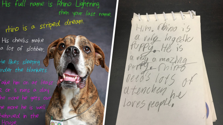 Rhino the dog arrived at a shelter with notes and instructions from a child
