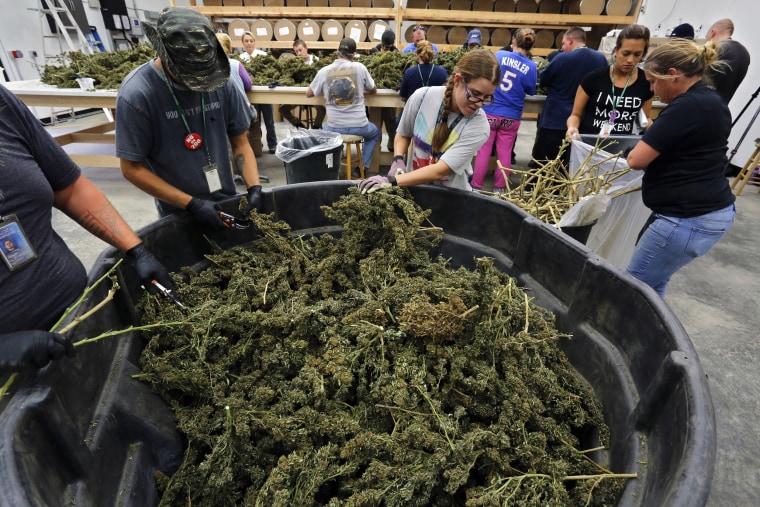 Image: Farmworkers process newly-harvested marijuana plants