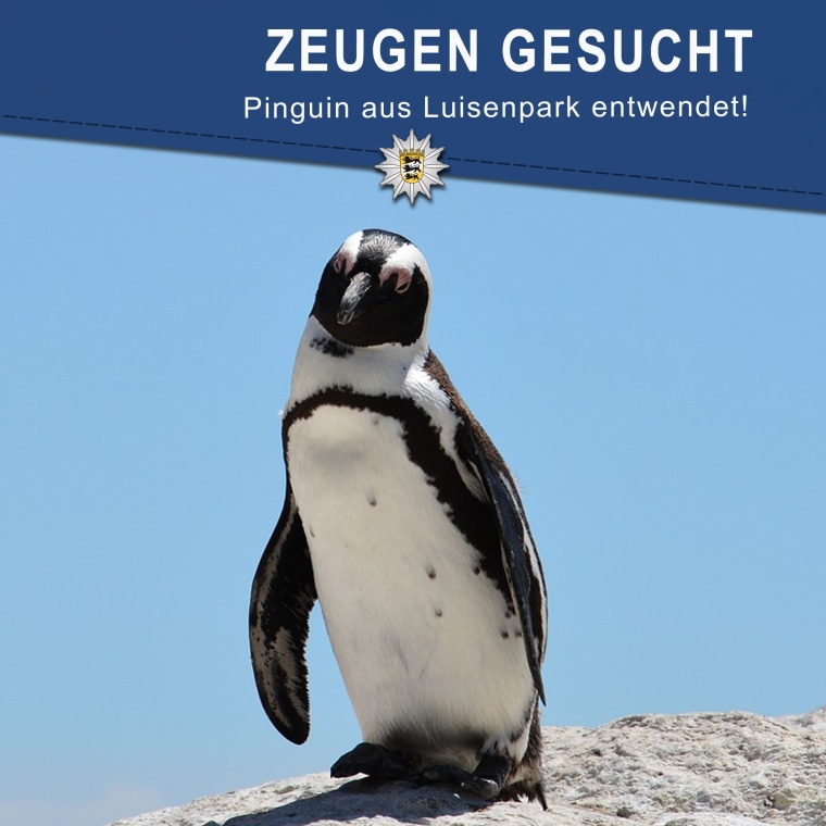 Image: A Humboldt Penguin went missing from his enclosure in Luisenpark