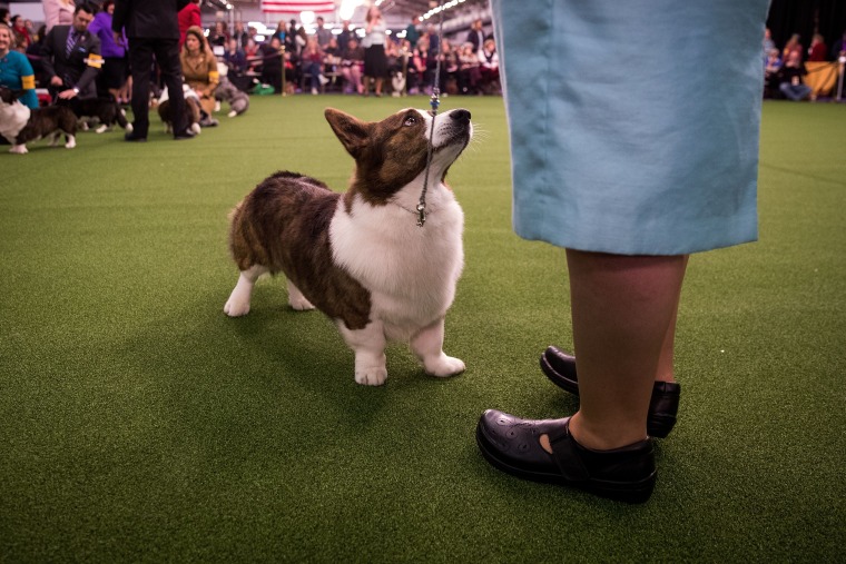 Image: Canine Champions Compete In The Westminster Dog Show