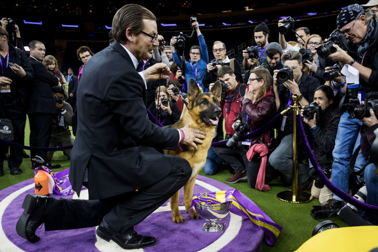 Image: Canine Champions Compete In The Westminster Dog Show