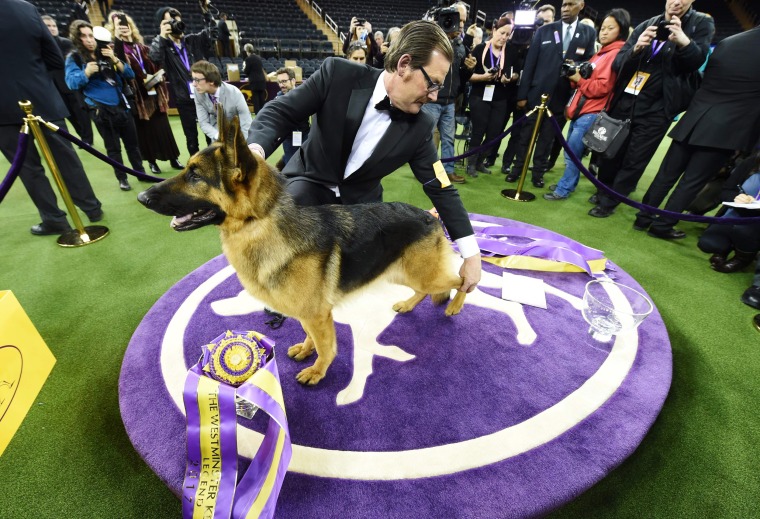Image: Rumor, a German shepherd, wins best in show at the Westminster Dog Show