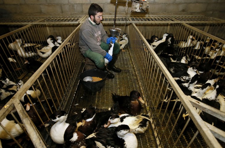 Image: Fois gras producer Robin Arribit force-feeds a duck with corn in La Bastide Clairence