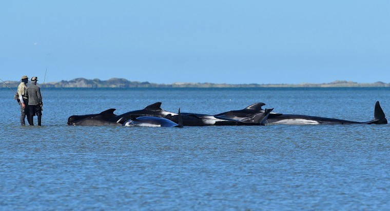 Image: TOPSHOT-NZEALAND-ANIMAL-WHALES-CONSERVATION
