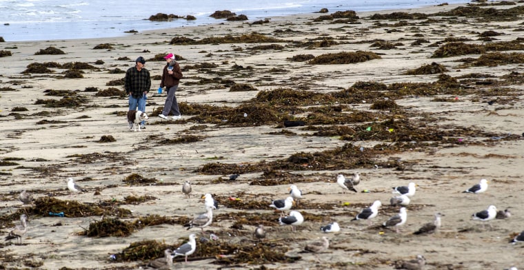 Image: Kelp fills the beach in Newport Beach