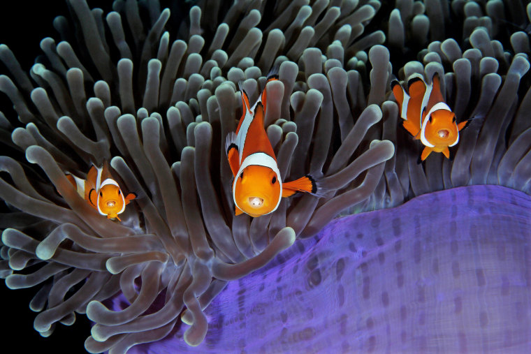 Image: Clowfish poke out of an anemone showing isopods in their open mouths in this photo taken in Indonesia