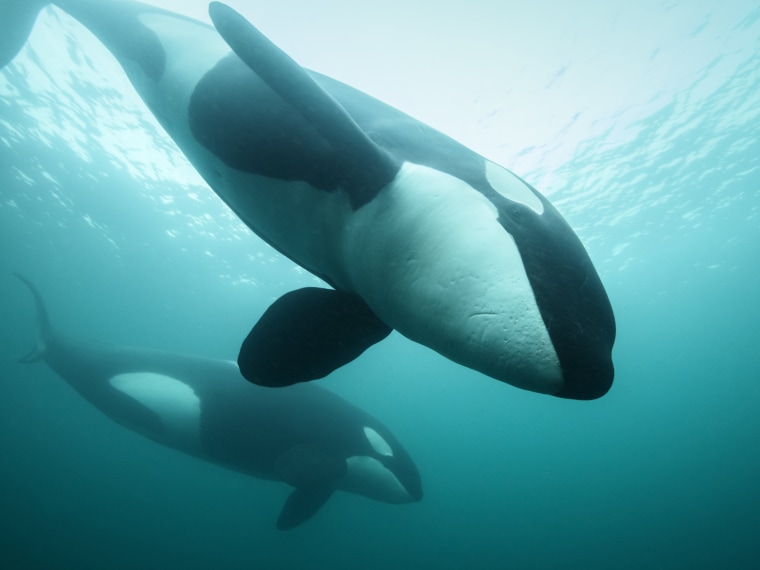Image: Photographer Melvin Redeker captured this image of killer whales in the North Sea