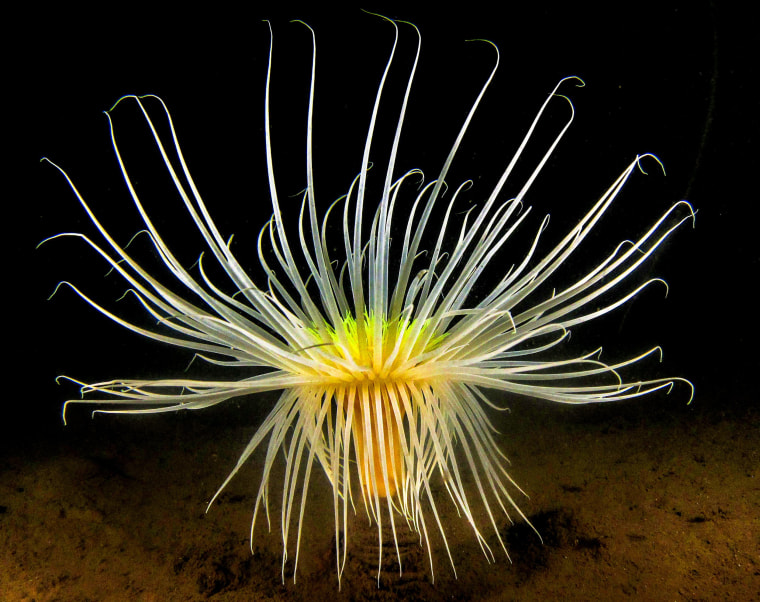 Image: This image of a firework anemones (Pachycerianthus multiplicatus) was taken by Simon Yates on a diving trip to Scotland at Loch Duich