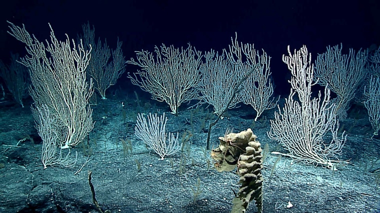 Image: Corals about 1.5 miles deep on Sampson Seamount in the Wake Atoll Unit of Pacific Remote Islands Marine National Monument.