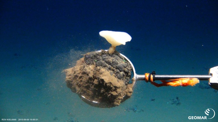 Image: A glass sponge.