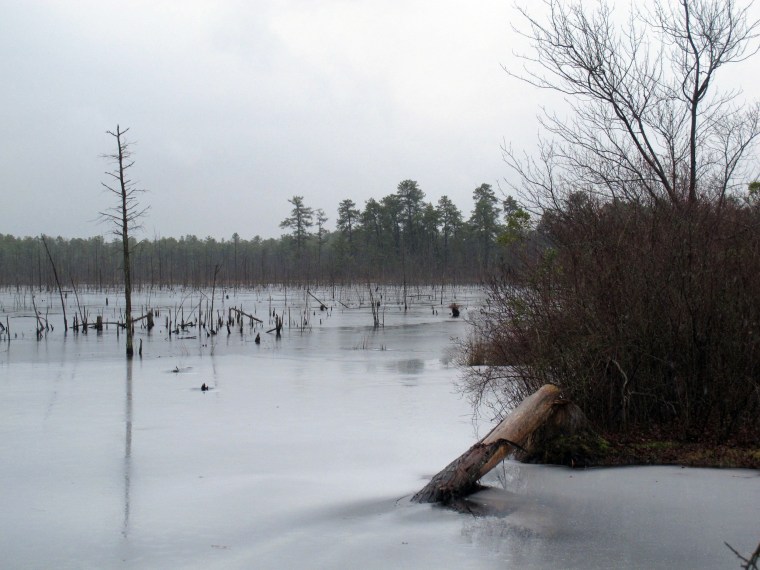 Image: A section of the Pinelands region in Lakehurst, New Jersey.