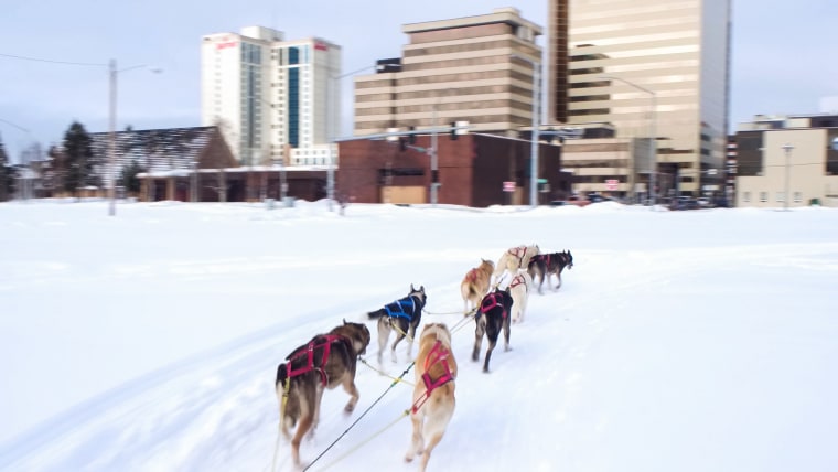 Anchorage Alaska Dog Sled Race