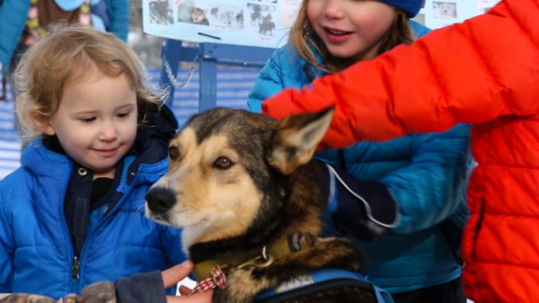 Anchorage Alaska Dog Sled Race