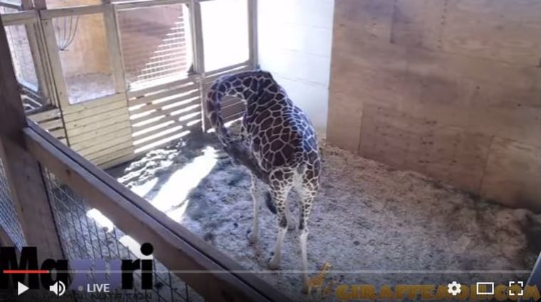 April the pregnant giraffe