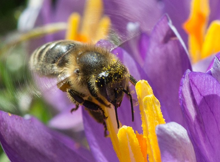 Image: GERMANY-WEATHER-ANIMALS-SPRING-BEE