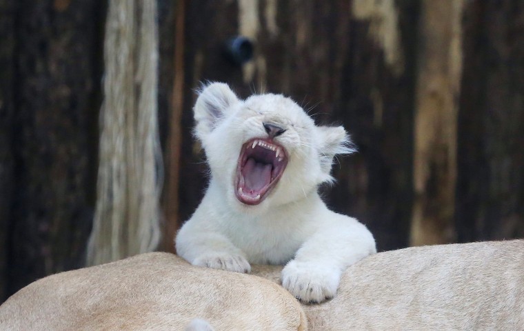 Image: TOPSHOT-GERMANY-ANIMALS-WHITE-LION