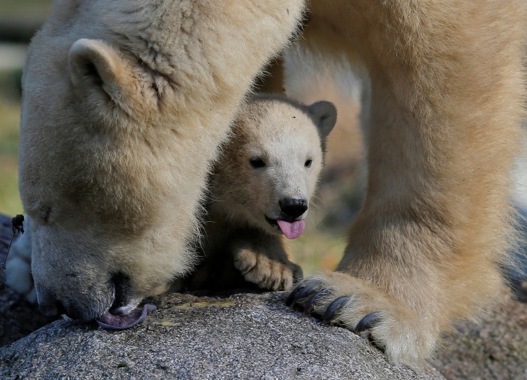 Image: Female Polar bear cub Nanuq is pictured with its mother Sesi during her first presentation to the public at the zoo of Mulhouse