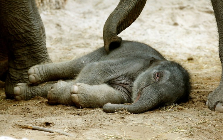 Image: A baby elephant lies under its mother at the zoo in Zurich