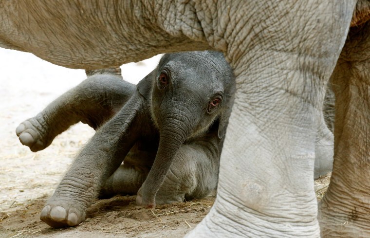 Image: A baby elephant lays down under its mother at the zoo in Zurich