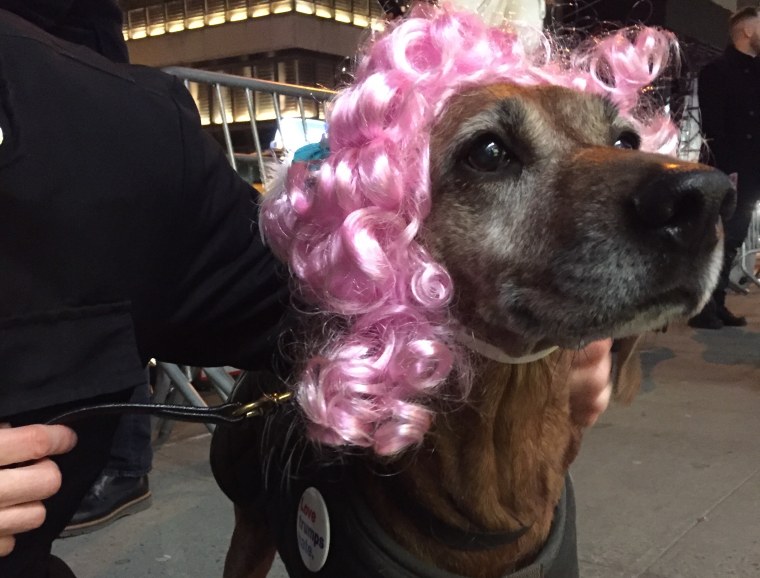 Protester Liz Dalton's dog at the "Queer and Trans Dance Party/Protest" outside Trump Tower in New York City on Feb. 26, 2017