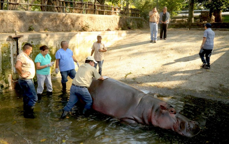 Image: Gustavito the hippo