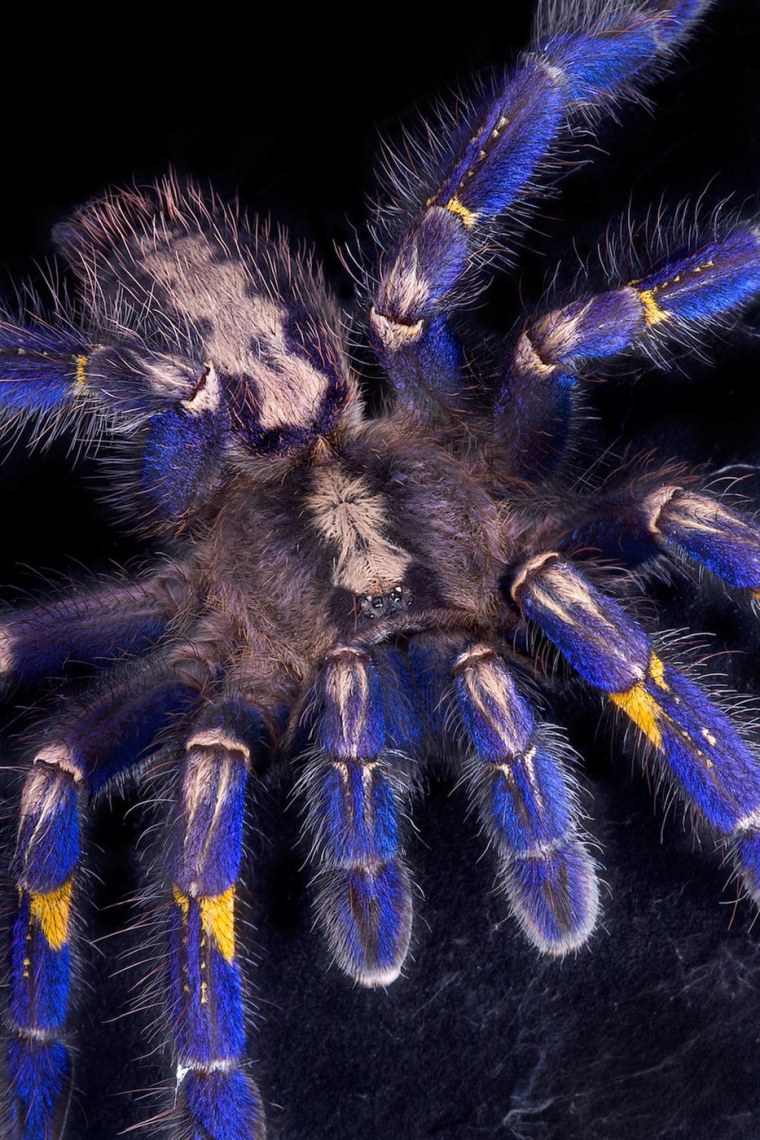 A Gooty Sapphire Ornamental tarantula (Poecilotheria metallica), which served as a source of biological inspiration for the research.
