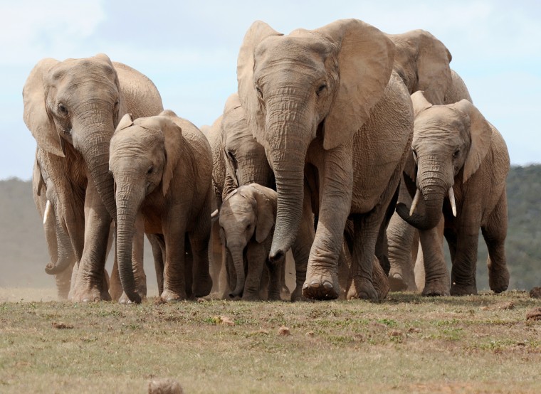 Image: A head of African elephants walks in Addo Elephant National Park, some 60 kms outside of Port Elizabeth on Nov. 15, 2009.
