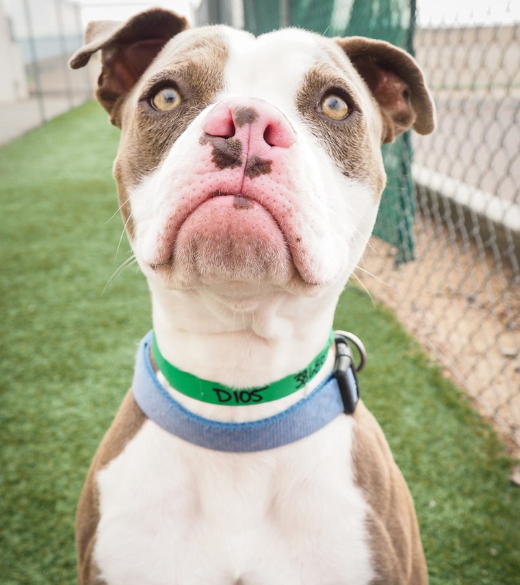 Sheldon the grumpy-faced pit bull