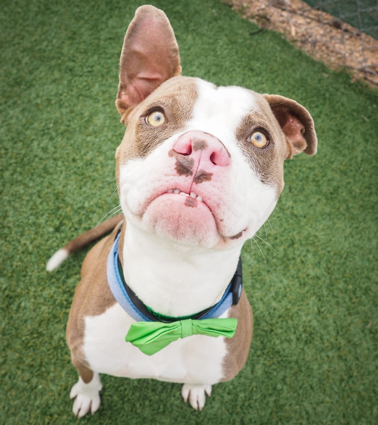 Sheldon the grumpy-faced pit bull can't believe he was overlooked for so long, either.